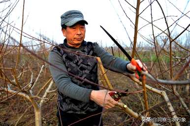 桃树怎么剪枝，桃树怎么剪枝？