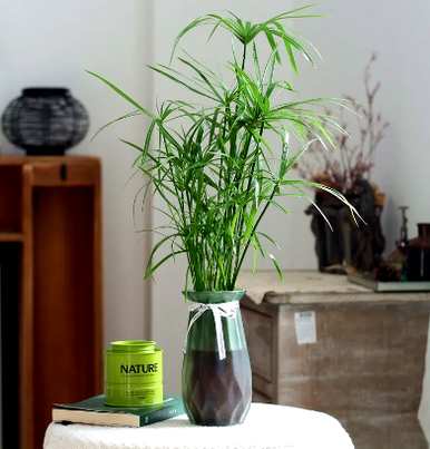 室内卧室桌面水培植物，室内水培植物有哪些？