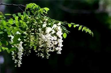 紫刺槐花语，红花刺槐花语是什么？