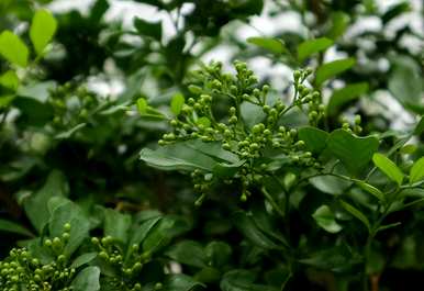 九里香怎么养才能开花，九里香幼苗才能开花几年