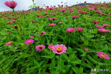 庭院种植百日草的方法、种植百日草的方法和时间