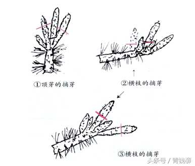 如何制作白皮松盆景，如何维护白皮松盆景