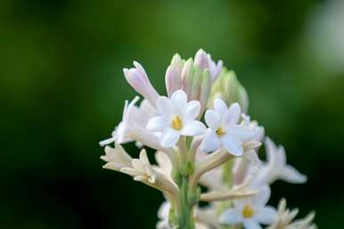 什么是晚香玉花语，怎么写晚香玉花语？