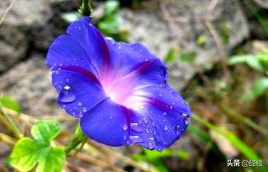 牵牛花何时开花，桂花何时开花