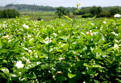 茉莉花怎么种得越来越好？茉莉花怎么种？