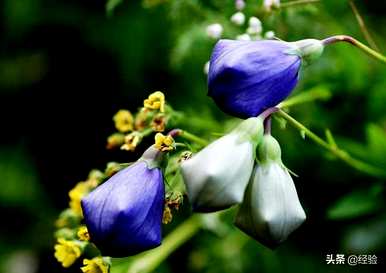 桔梗花的花语是什么？茉莉花配桔梗花语