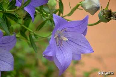 桔梗花的花语是什么？茉莉花配桔梗花语