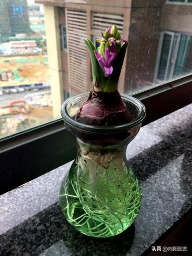 什么是水培植物，什么是水培植物？