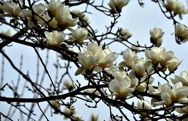 玉兰树种植方法和管理、玉兰树庭院种植和风水