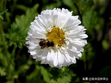 翠菊花语是什么意思？翠菊花语是什么意思？