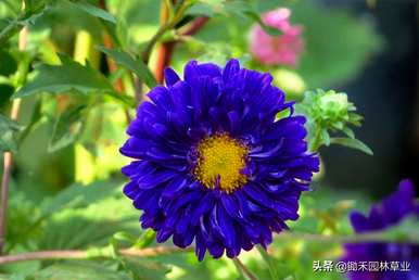 翠菊花语是什么意思？翠菊花语是什么意思？