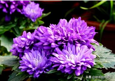 翠菊花语是什么意思？翠菊花语是什么意思？