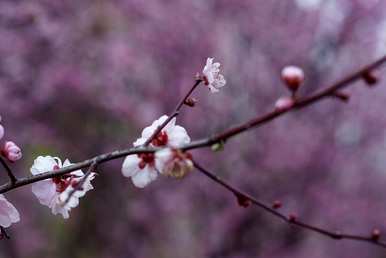 美梅实生苗几年开花结果，美梅几个月开花结果