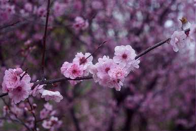 美梅实生苗几年开花结果，美梅几个月开花结果