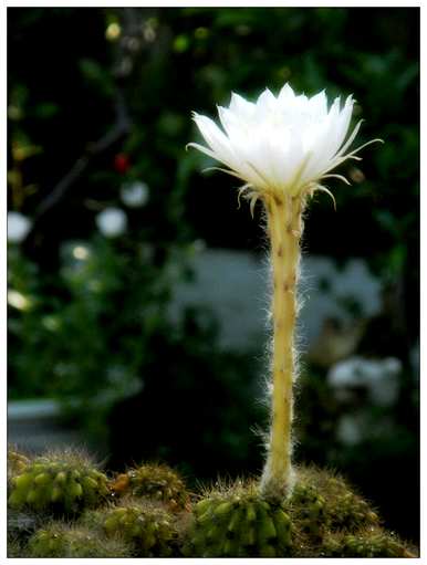 为什么仙人掌不开花？银纽仙人掌开花图