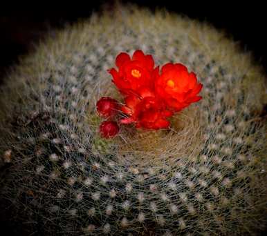 为什么仙人掌不开花？银纽仙人掌开花图