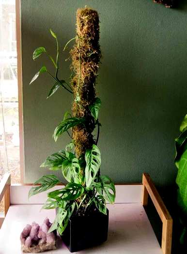 家养藤蔓植物风水，家养藤蔓植物有哪些？