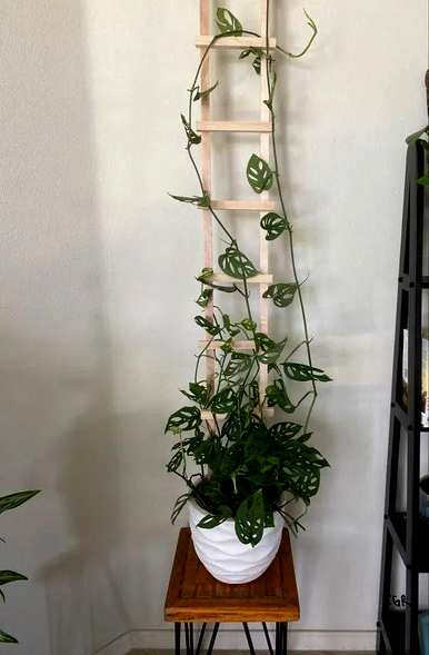 家养藤蔓植物风水，家养藤蔓植物有哪些？