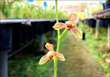 如何种植新买的兰花幼苗，正确种植兰花的方法图