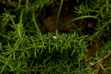 什么是驱蚊植物，什么是驱蚊植物？