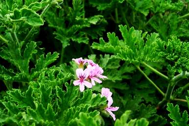 什么是驱蚊植物，什么是驱蚊植物？