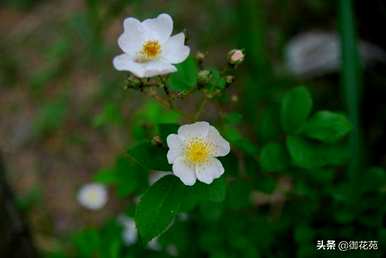 野玫瑰什么时候开花，野玫瑰什么时候开花？