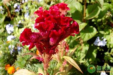 如何种植鸡冠花种子，如何种植鸡冠花？