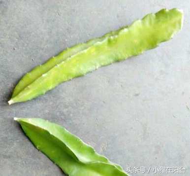 如何种植火龙果阳台盆栽，如何种植火龙果阳台盆栽