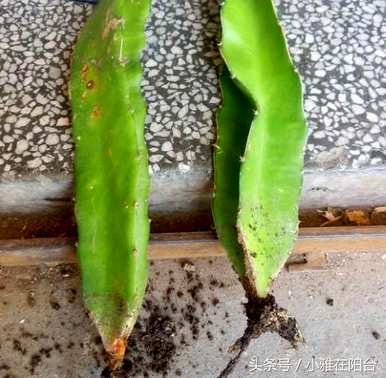 如何种植火龙果阳台盆栽，如何种植火龙果阳台盆栽