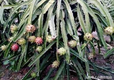 如何种植火龙果阳台盆栽，如何种植火龙果阳台盆栽