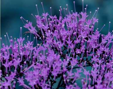 夕雾花的花语是什么？夕雾花的花语集合