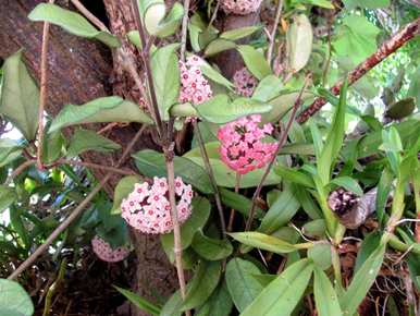 球兰花梗长多久开花？