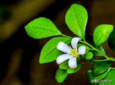 九里香一年开几次花，九里香一年开几次花