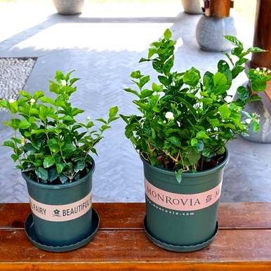 适合室内养殖的植物，室内养不死的植物排名