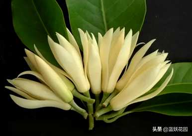 盆栽白兰花怎么养才能更旺盛？盆栽白兰花怎么养？