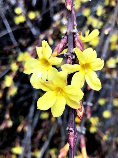 幼苗春花的修剪方法、春花的修剪时间和技巧