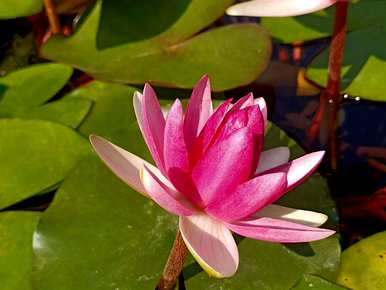 莲花怎么养才能开花，莲花什么季节开花？