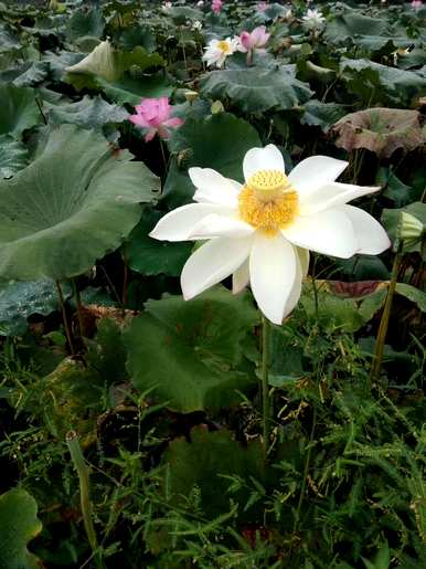 莲花怎么养才能开花，莲花什么季节开花？