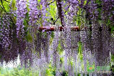 什么是紫藤花语，什么是紫丁香花语？