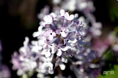 什么季节开丁香花，什么季节开丁香花最旺？