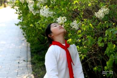 什么季节开丁香花，什么季节开丁香花最旺？