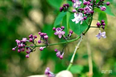 什么季节开丁香花，什么季节开丁香花最旺？