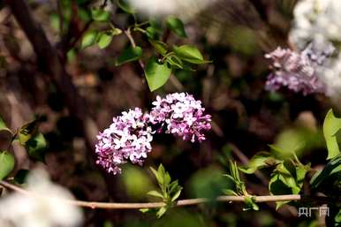 什么季节开丁香花，什么季节开丁香花最旺？