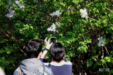 什么季节开丁香花，什么季节开丁香花最旺？