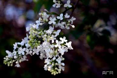 什么季节开丁香花，什么季节开丁香花最旺？