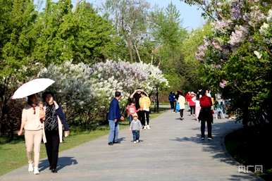 什么季节开丁香花，什么季节开丁香花最旺？