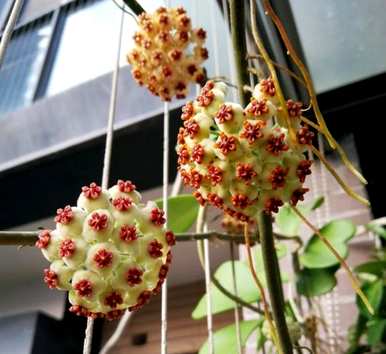 球兰花图片盆景，球兰花盆景怎么养？