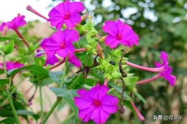 夜来香几月开花几月结束，夜来香几月开花怎么修剪？