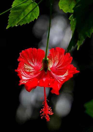 什么是红扶桑花的花语，什么是韩国扶桑花的花语