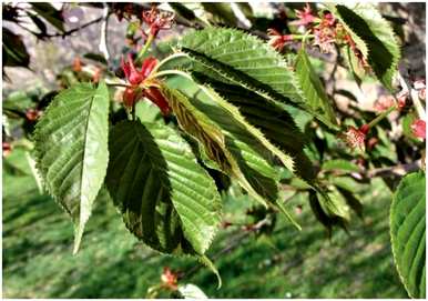 山樱是什么樱花？山樱是樱花吗？